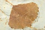 Wide Plate with Two Fossil Leaves (Two Species) - Montana #262389-3